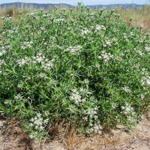 vignette-echinophora-spinosa-panais-epineux-huyinh-tan-.jpg