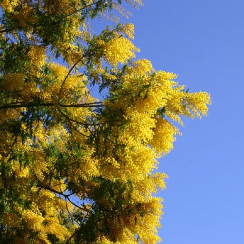 vignette-mimosa.jpg