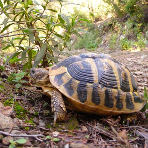 vignette-tortue.jpg
