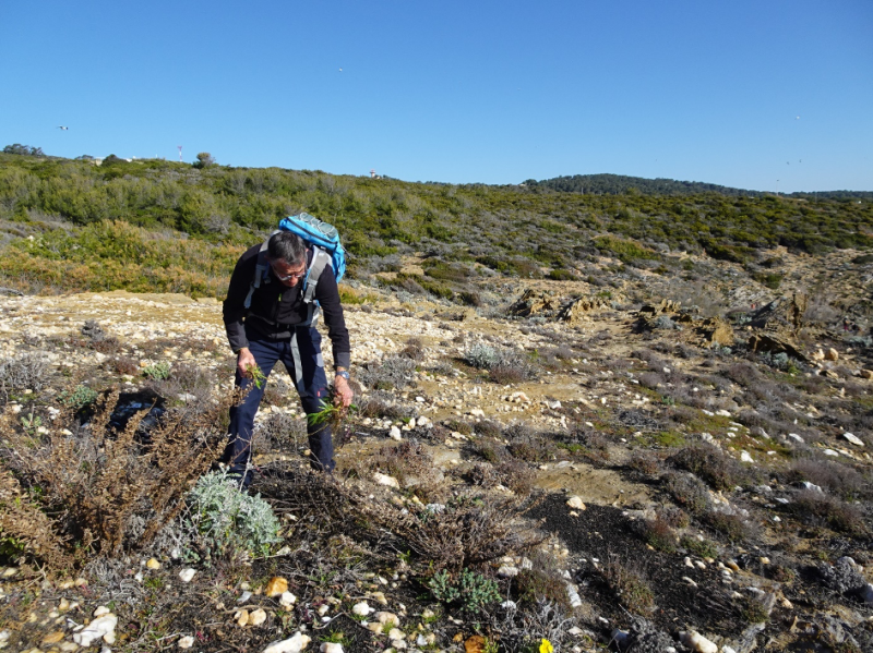 Stoechas Lichens