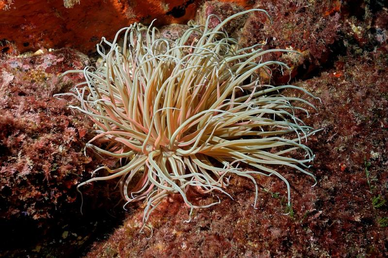 anemone-de-mer-verte-anemonia-sulcata-2.jpg