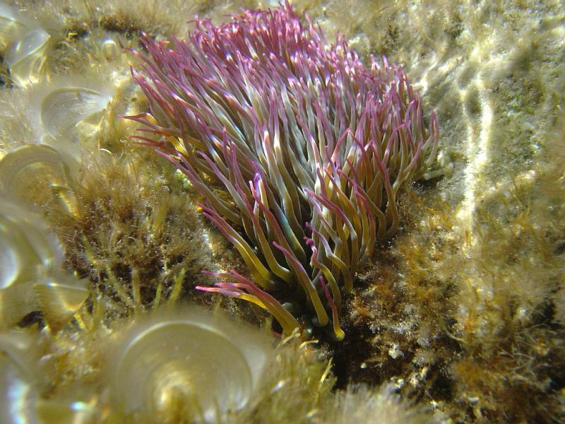 anemone-de-mer-verte.jpg