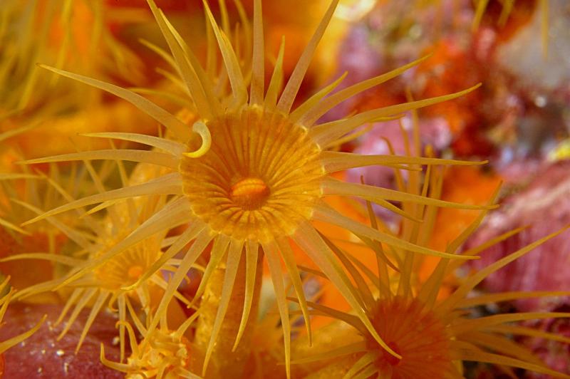 anemone-encroutante-jaune-parazoanthus-axinellae-2.jpg