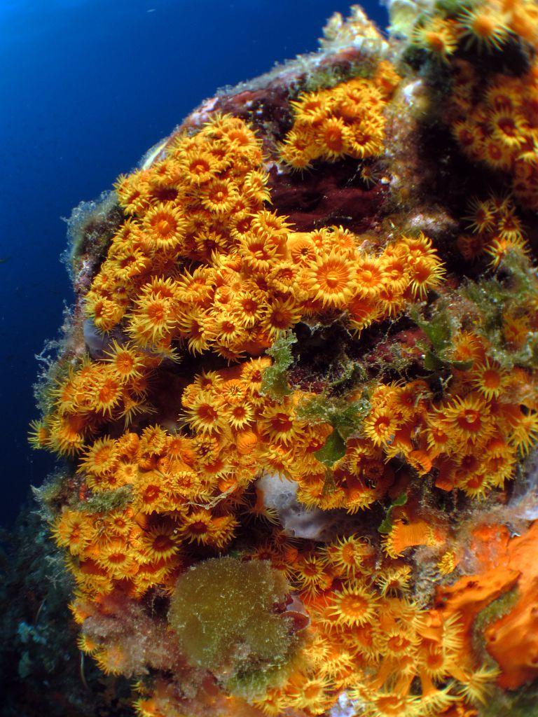 anemone-encroutante-jaune.jpg