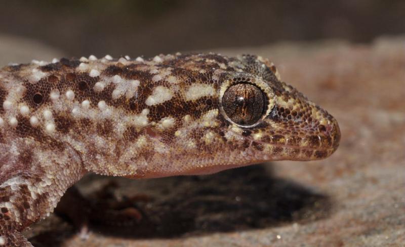 hemidactyle-verruqueux-hemidactylus-turcicus-2.jpg