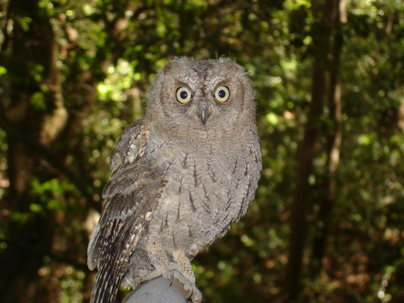 hibou-petit-duc.jpg