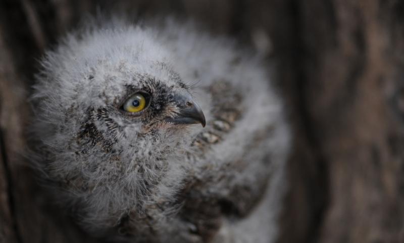 jeune-hibou-petit-duc.jpg