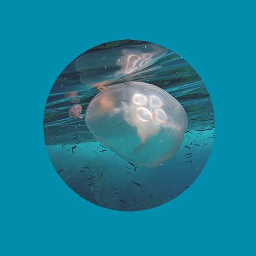 meduse-fondbleu.jpg