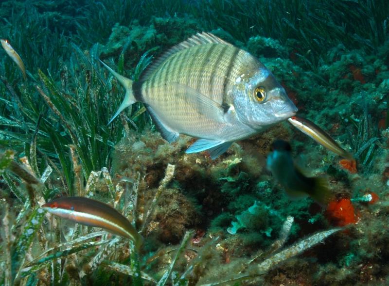 sar-commun-diplodus-sargus-2.jpg