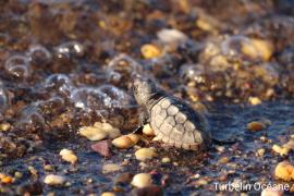 Tortillon de Porquerolles