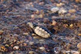 Tortue _ entrée dans l'eau