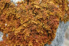 lichens