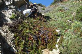 Arrachage de griffe de sorciere en falaise