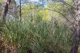 Balisage des Herbes de la pampa avant travaux