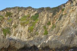 Griffes de sorcière en falaise avant travaux