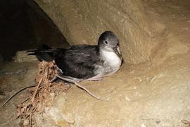 Puffin yelkouan prés de son terrier