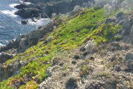 Zone de griffe de sorcière avant travaux_P.Lacosse.jpg 