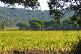 Vignoble porquerollais ©M. Gasquy