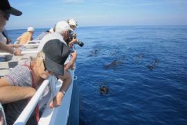 Activité de whale-watching