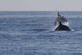 Grands dauphins ©Caroline Devevey