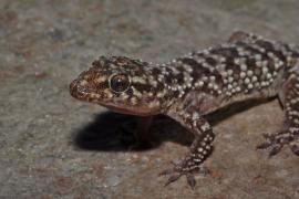 pnpc_002298.jpg