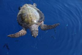 pnpc_cedric-brun-tortue-caouanne.jpg