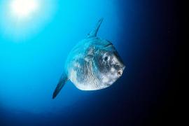 poisson-lune-copyright-declic-bleu-mediterranee.jpg