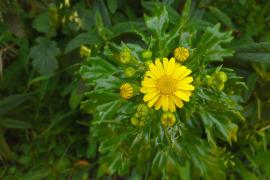 senecon-feuilles-grasses.jpg