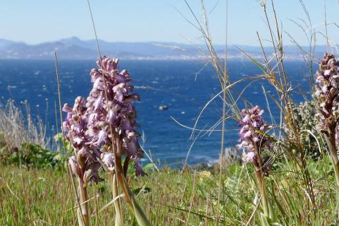 Orchis géant - Orchis géant