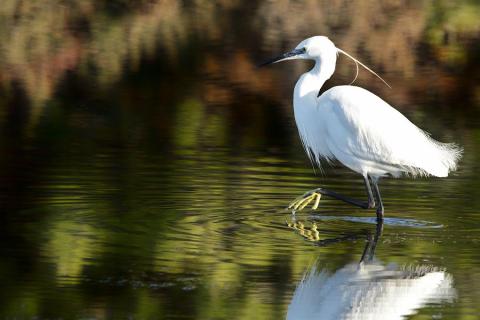 Image - Aigrette garzette