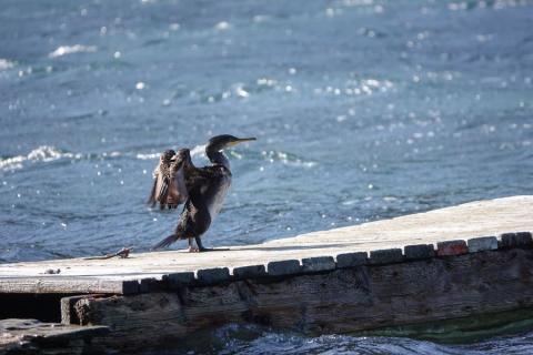 Image - Cormoran huppé