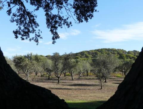 Vue sur l'oliveraie - Vue sur l'oliveraie