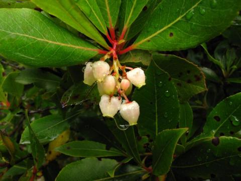 Fleurs d'arbousier - Fleurs d'arbousier