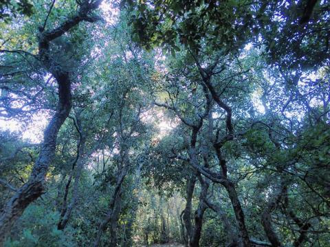 En forêt - En forêt