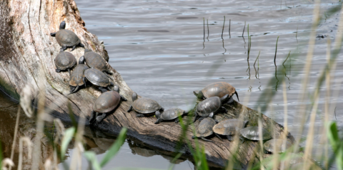 Sortie naturaliste sur l'étude et le suivi des Cistudes d'Europe_Hyères