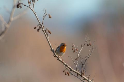 Rouge Gorge - Erithacus rubecula