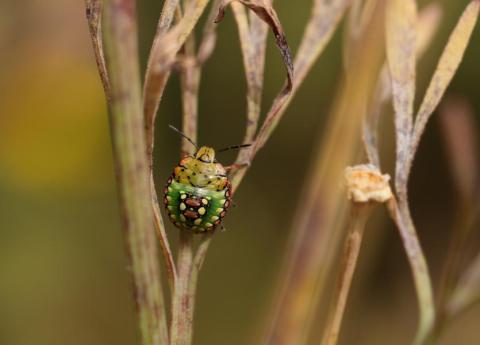 Point rencontre : initiation au monde des insectes_Hyères - Larve de punaise verte ponctuée