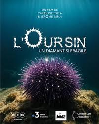 Affiche "L'oursin, un diamant si fragile" - Projection "L'oursin, un diamant si fragile"_La Garde