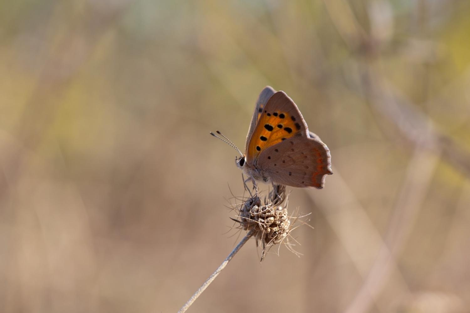 Papillon 