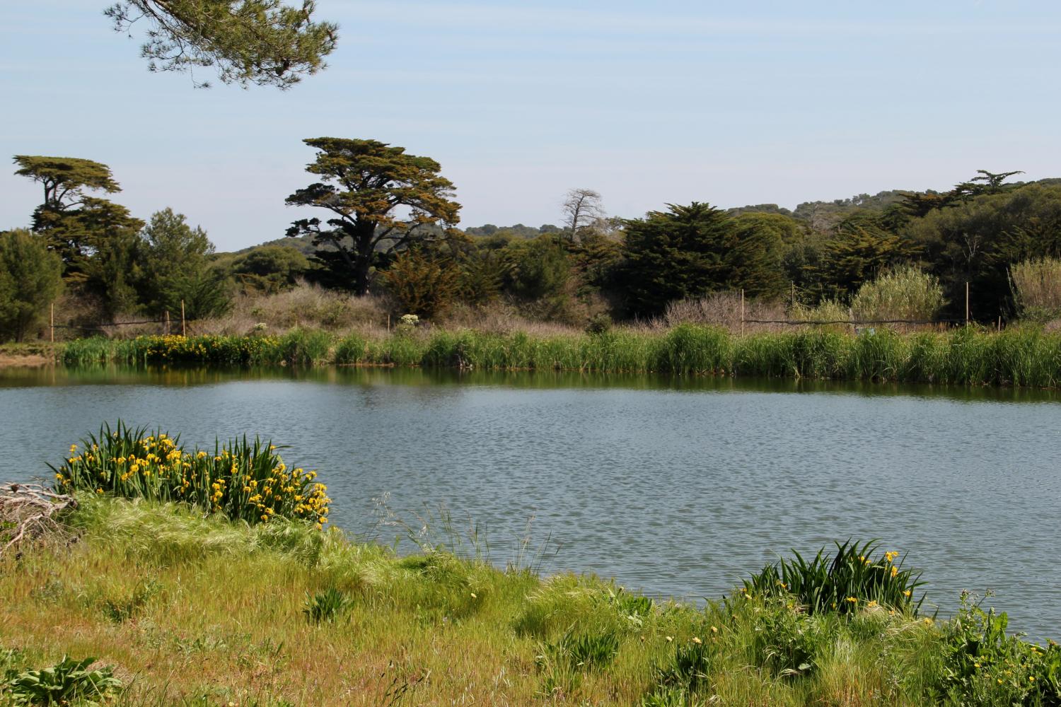 Lagunes de Porquerolles au printemps