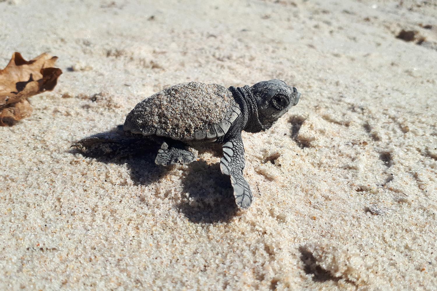 Tortue caouanne juvénile