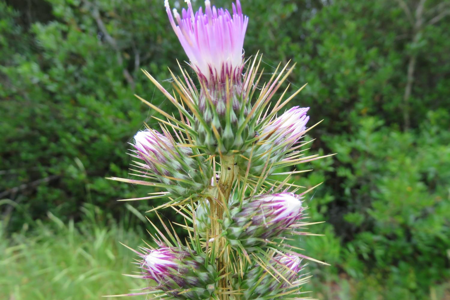 Ptilostemon casabonae