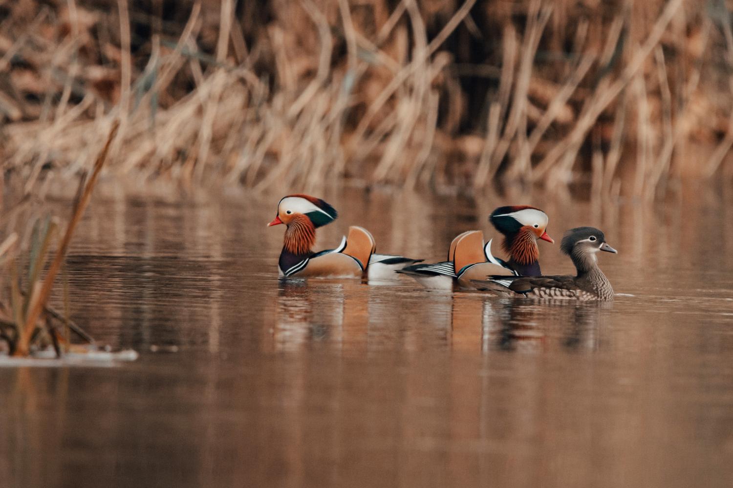 Canards mandarins