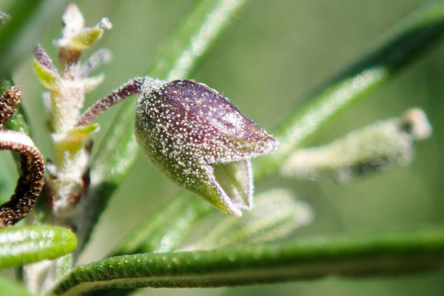 bruyere-arborescente.jpg