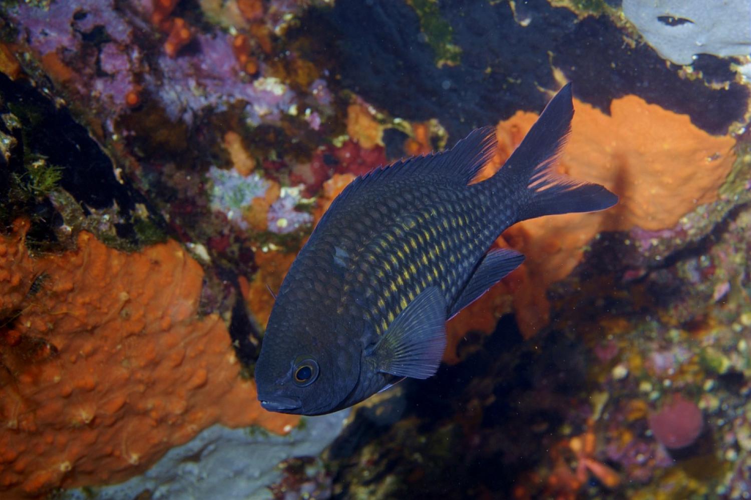 castagnole-chromis-chromis-2.jpg