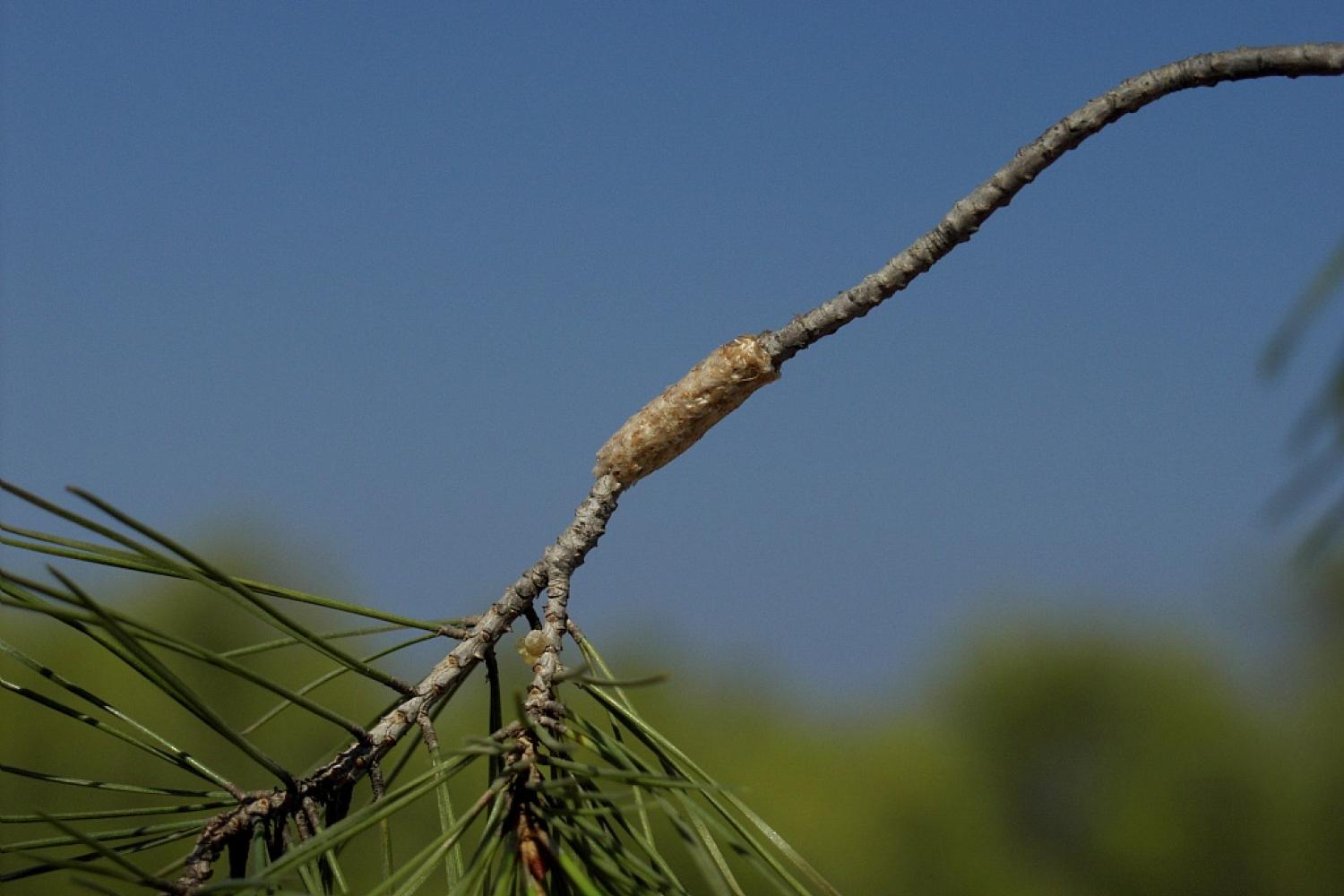 chenille-processionnaire-du-pin-thaumetopoea-pityocampa-3.jpg