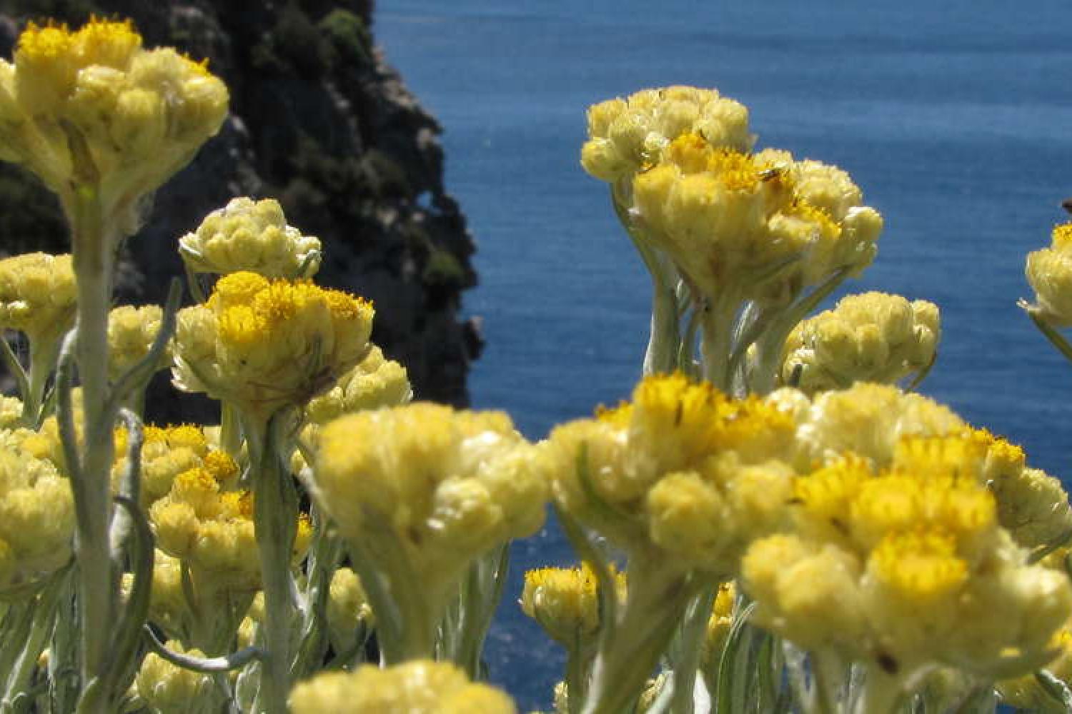 nouvelle-publication-fleurs-du-littoral-mediterraneen_format_1280x500.jpg