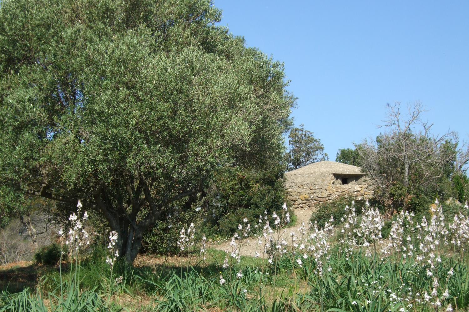 sentier-botanique-du-niel.jpg