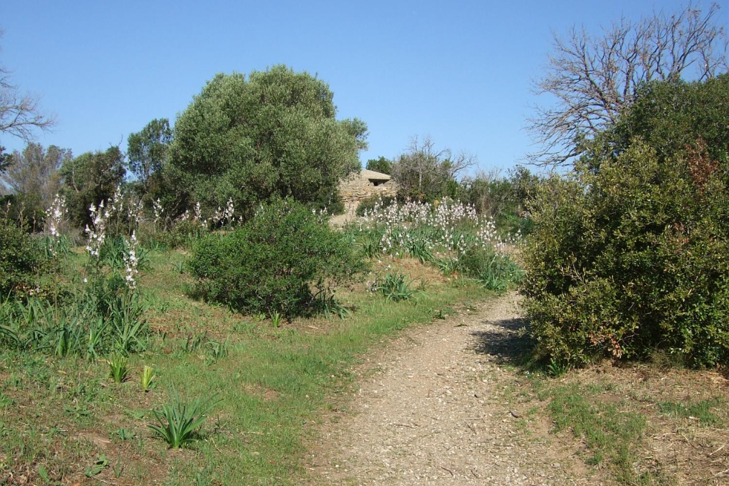 sentier-botanique-maquis-au-pied-du-niel.jpg