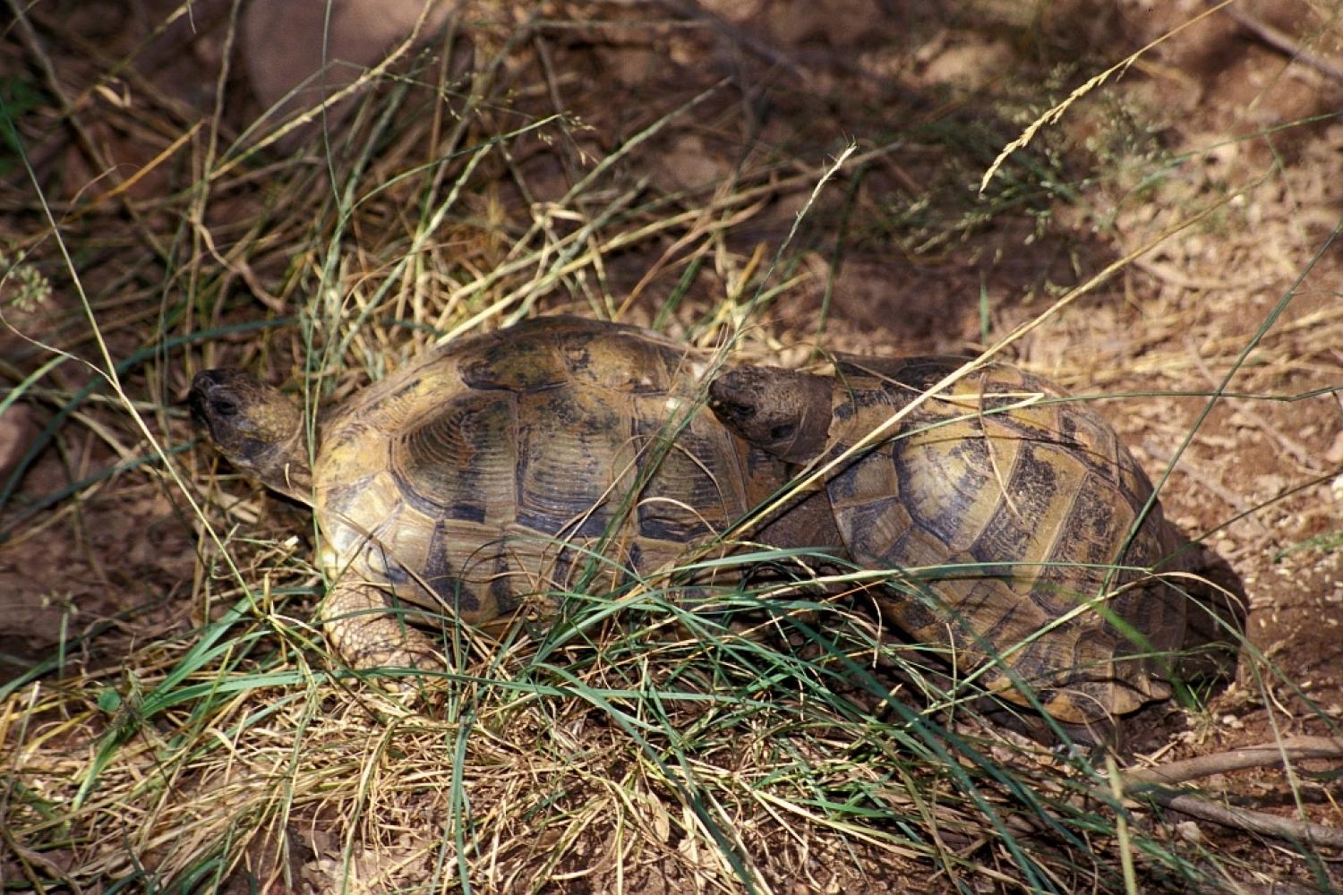 tortue-d-hermann-testudo-hermanni-3.jpg